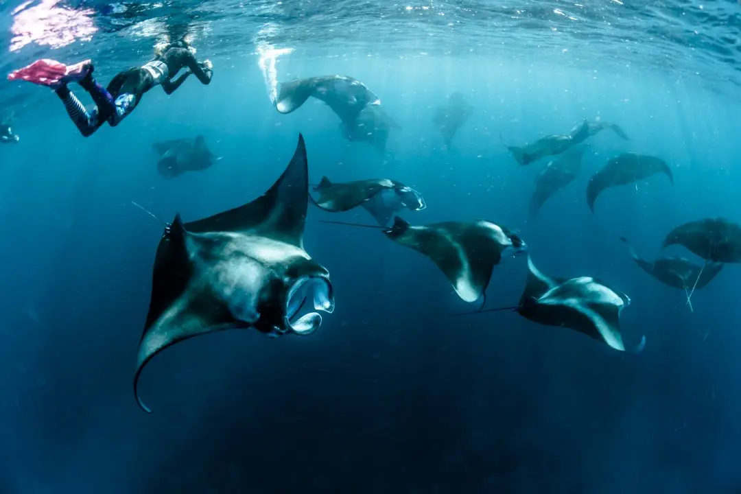 Travel Escapes Maldives
